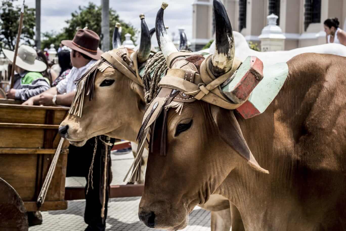 Desfile de Boyeros