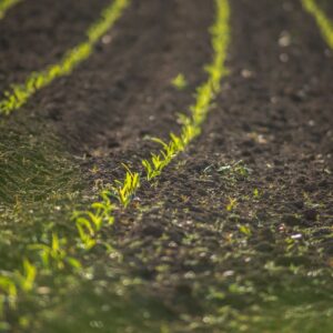 AGROCOMERCIAL SAN ROQUE S.A.