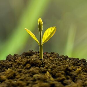 AGROPECUARIA MONTELIMAR